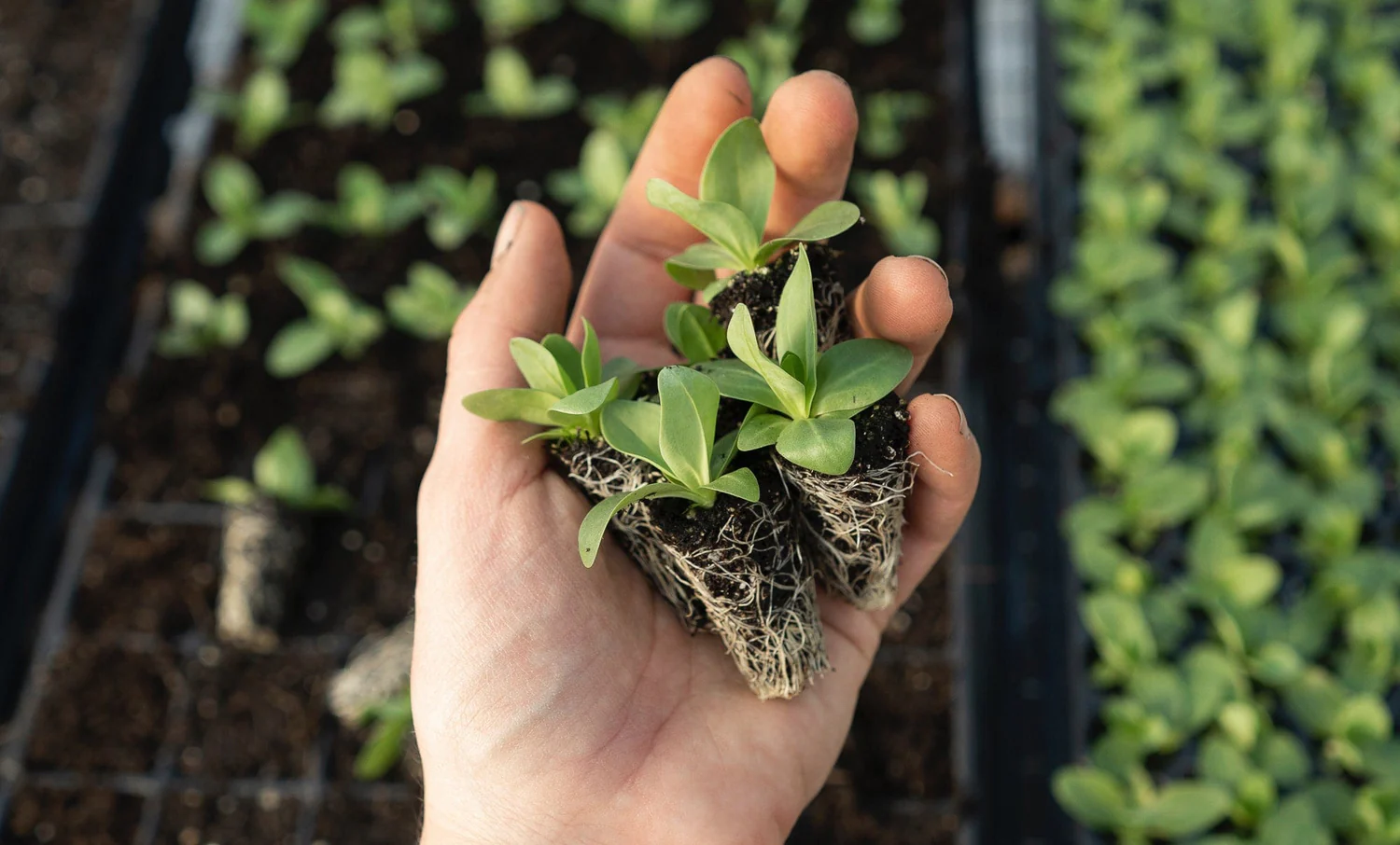 Freshness From British Soil