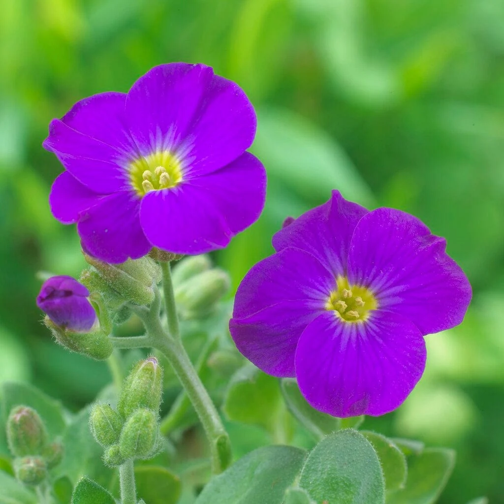 Aubrieta 'Kitte Blue' - Image 2