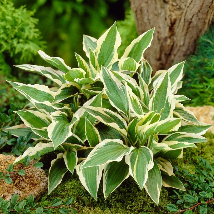 Hosta 'Patriot' - Image 4