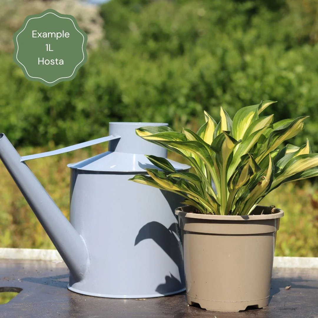 Hosta 'Patriot' - Image 7