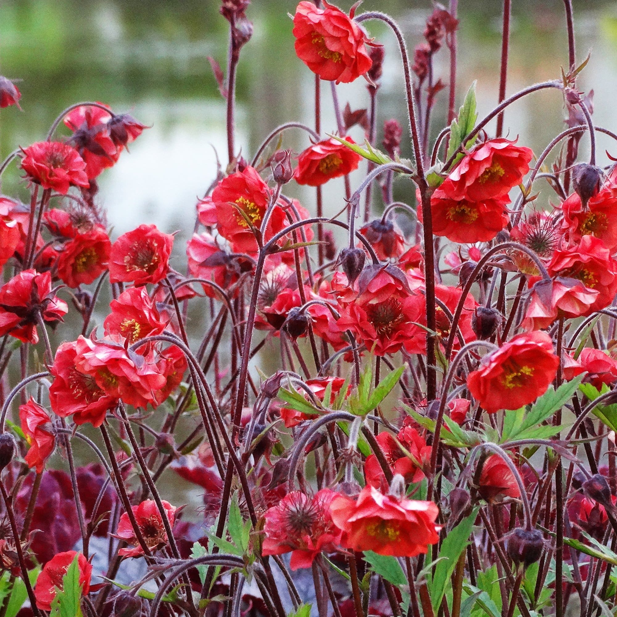 Geum 'Flames of Passion' - Image 3