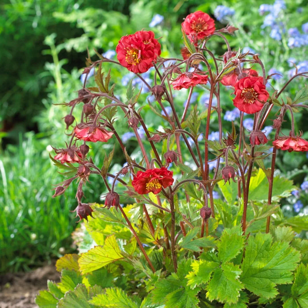Geum 'Flames of Passion' - Image 4