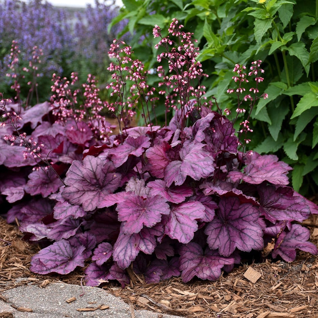 Heuchera 'Wild Rose' - Image 3