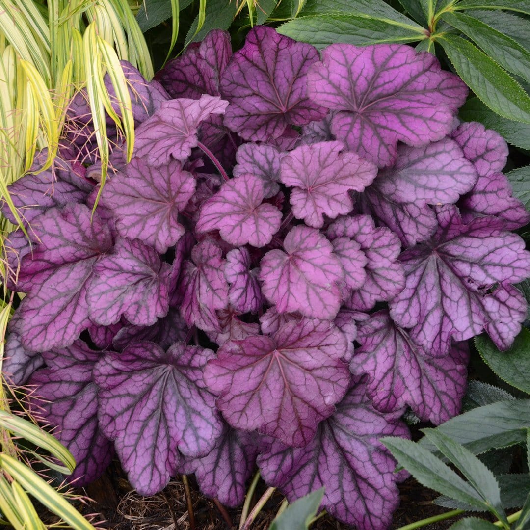 Heuchera 'Wild Rose' - Image 4