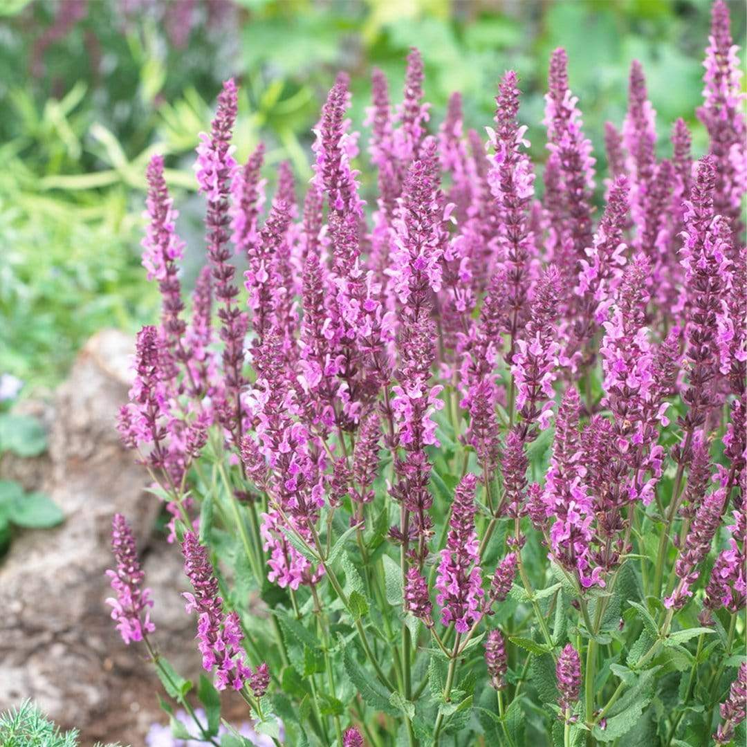 Salvia 'Fashionista Pretty in Pink' - Image 2