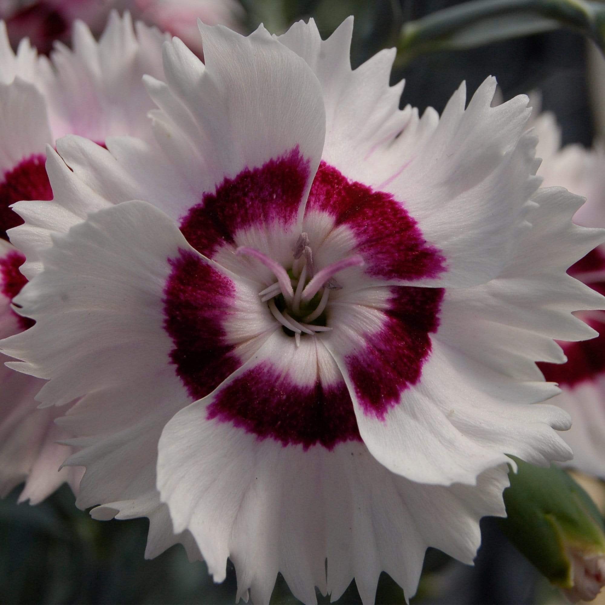 Dianthus 'Cocktail Cherry Daiquiri' - Image 3