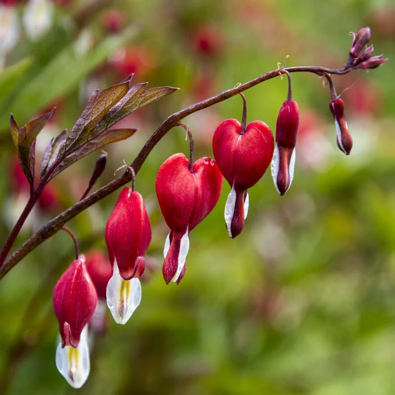 Bleeding Heart Plant 'Spectabilis Valentine' | Dicentra - Image 3