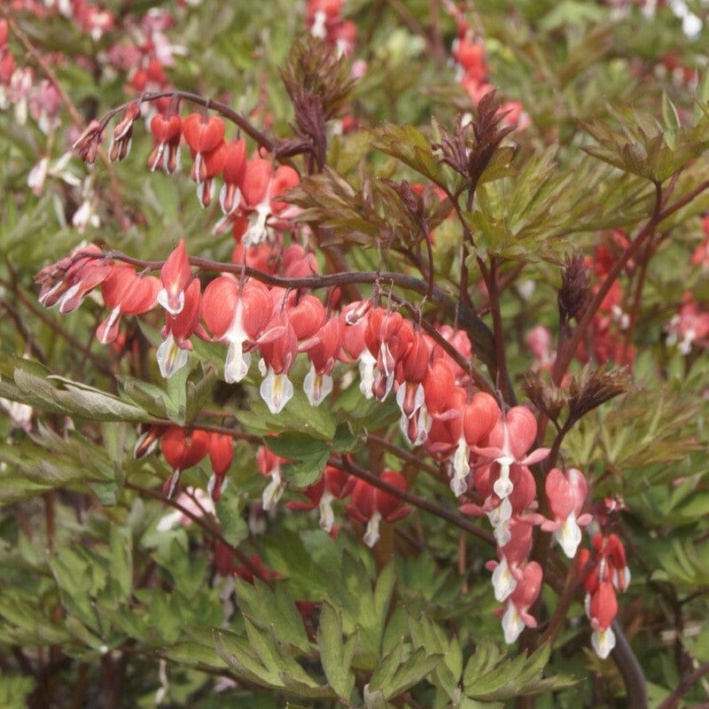 Bleeding Heart Plant 'Spectabilis Valentine' | Dicentra - Image 4