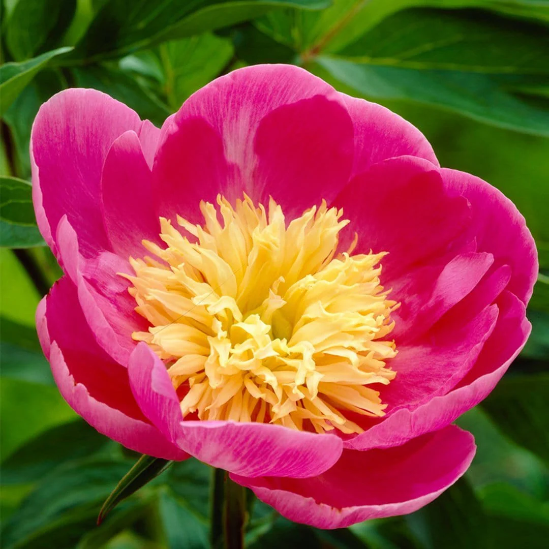 Peony 'Bowl of Love' - Image 3