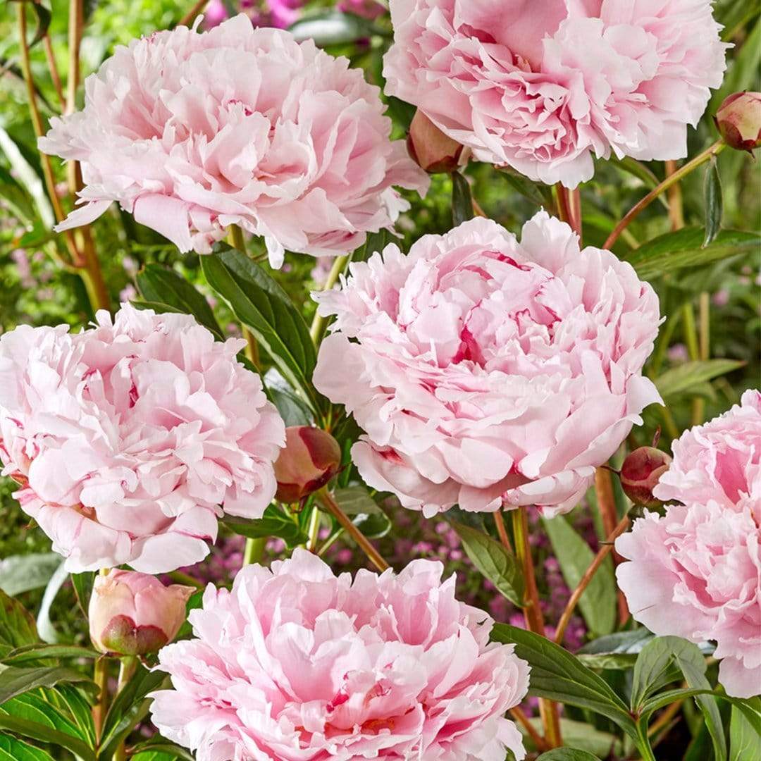 Peony 'Sarah Bernhardt' - Image 3