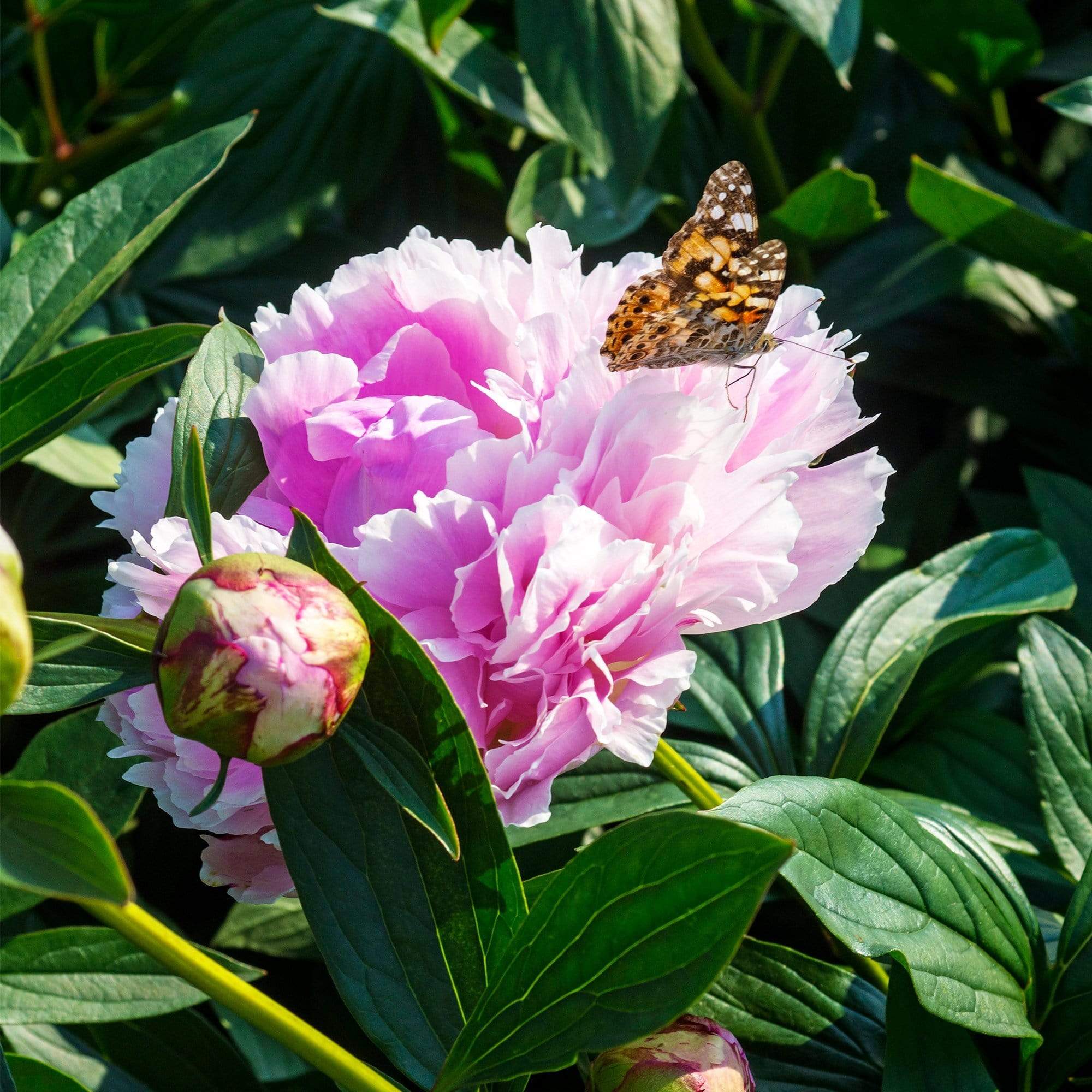 Peony 'Sarah Bernhardt' - Image 4