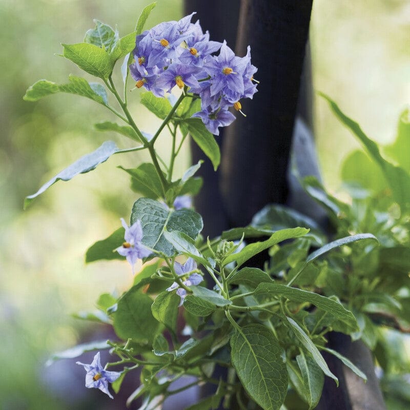 Chilean Potato Vine | Solanum crispum 'Glasnevin' - Image 4