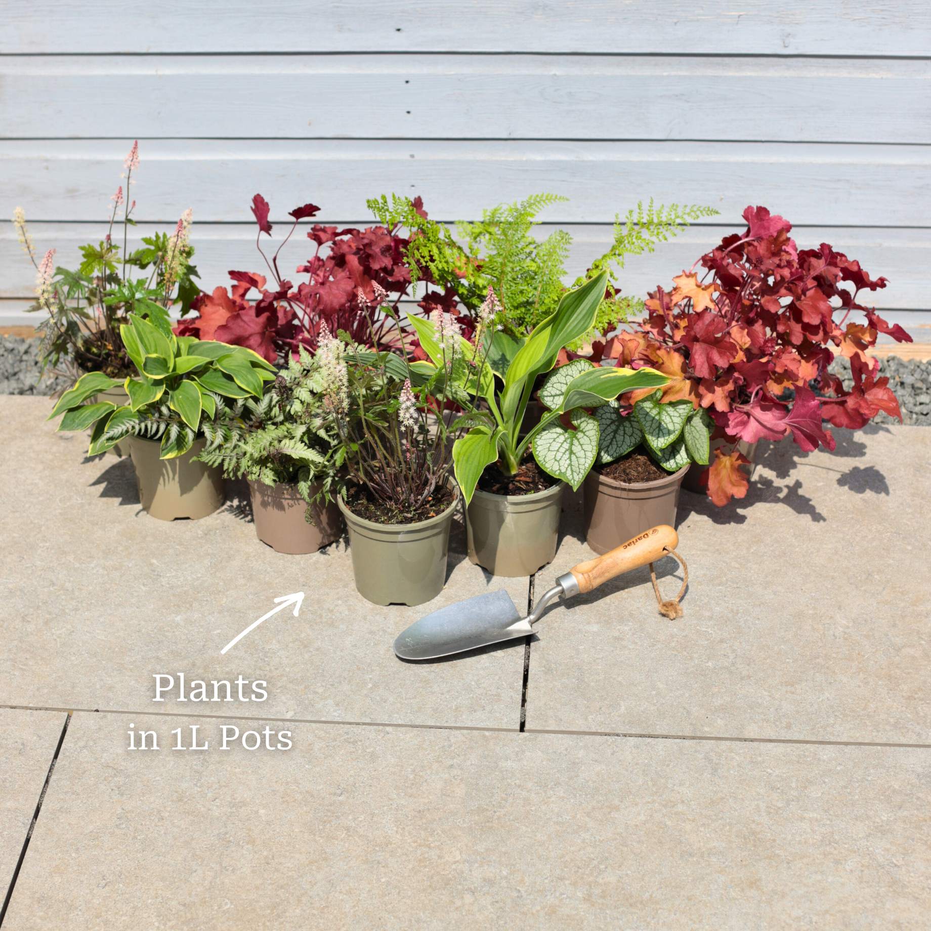 Mixed Flowering Perennial Plants | Extra Value Pack - Image 17