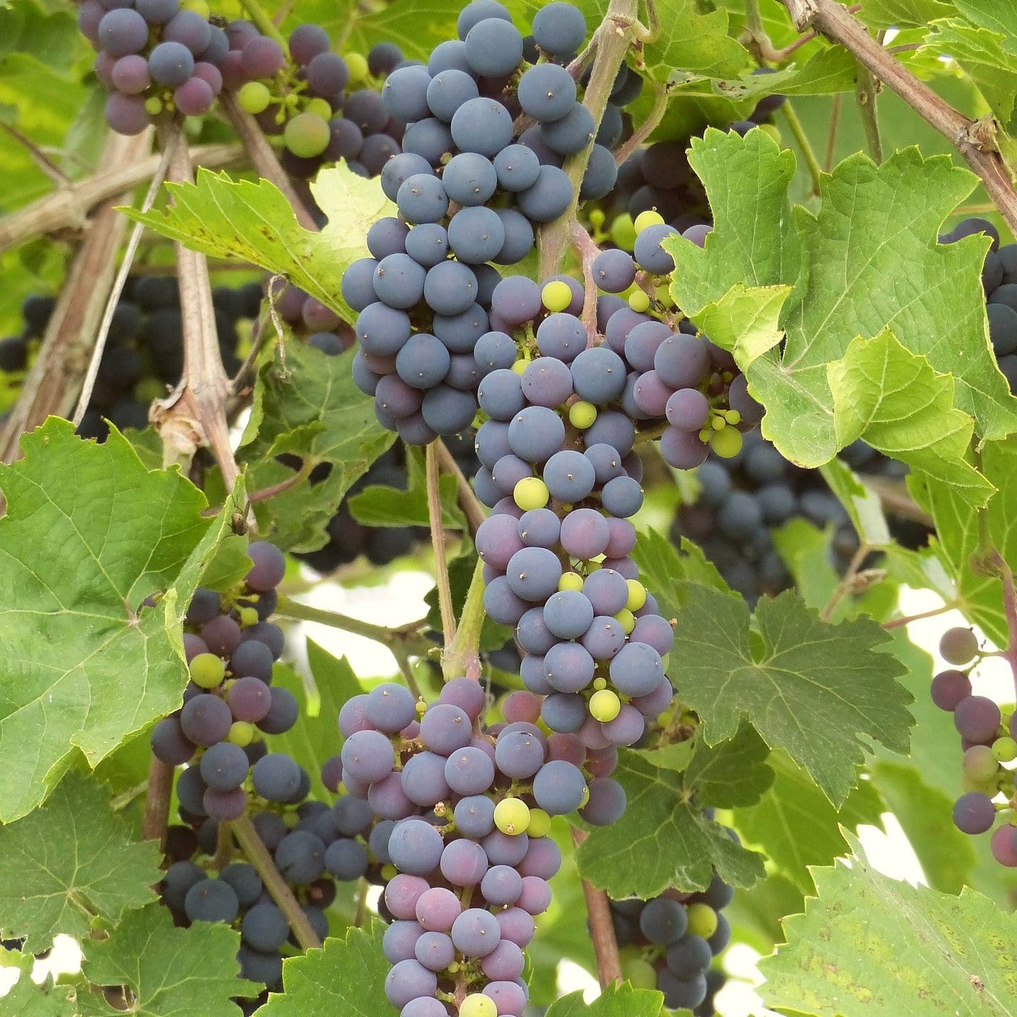 'Black Hamburgh' Indoor Grape Vine - Image 6