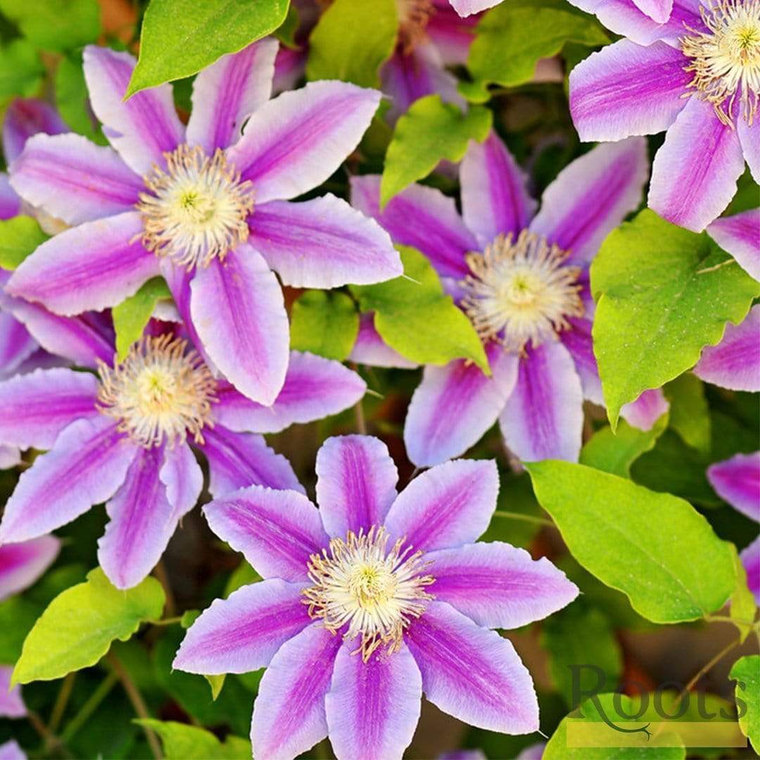 Clematis 'Andromeda' - Image 3