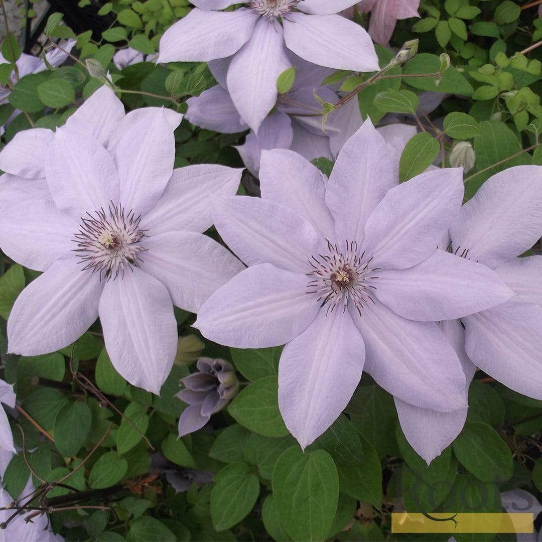 Clematis 'Bernadine' - Image 2