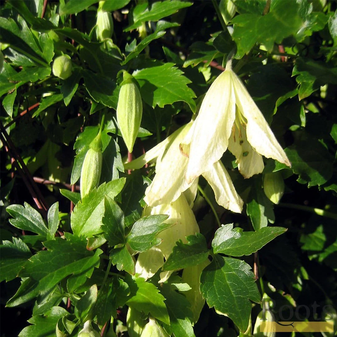 Clematis cirrhosa 'Ourika Valley' - Image 2