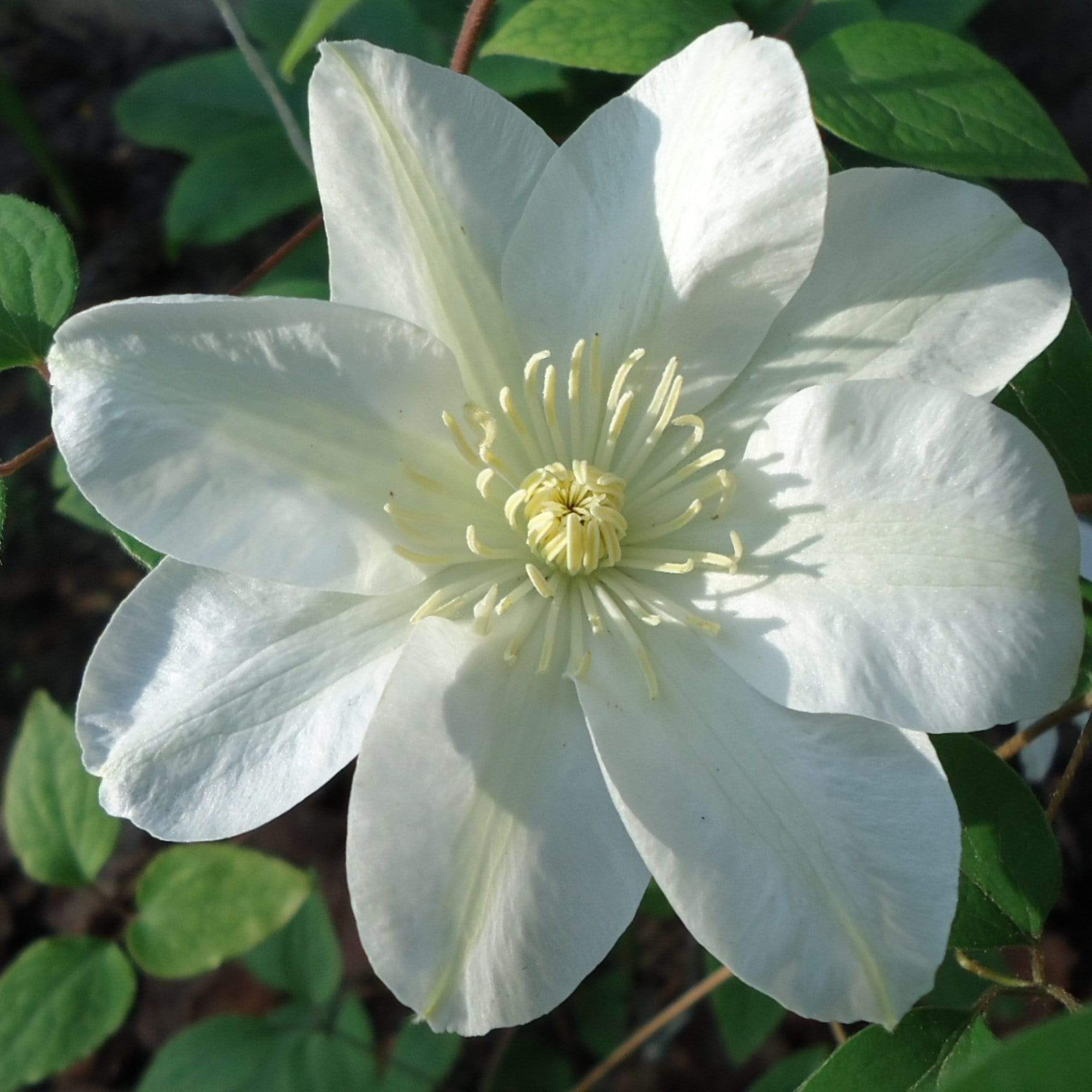 Clematis 'Guernsey Cream' - Image 2