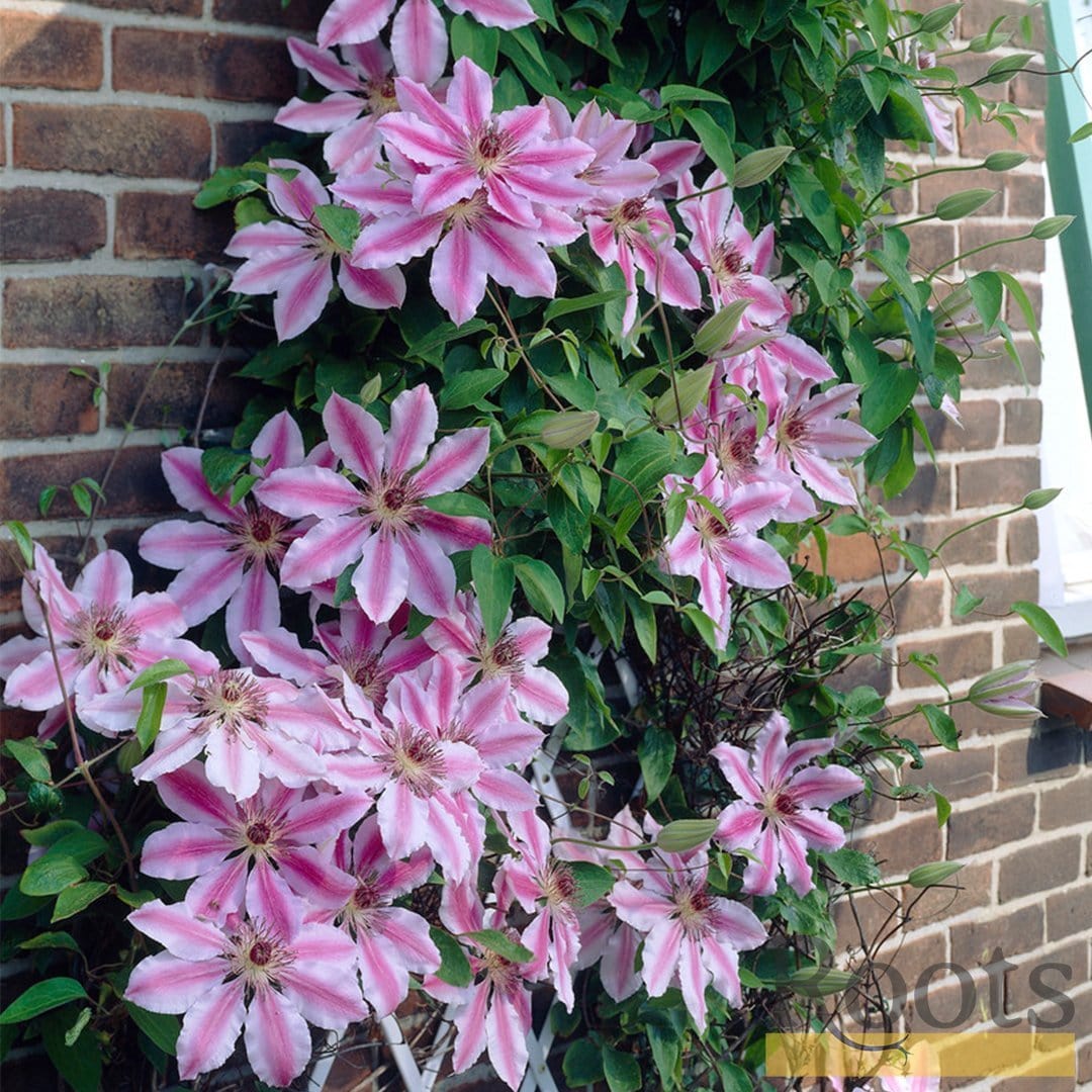 Clematis 'Nelly Moser' - Image 4