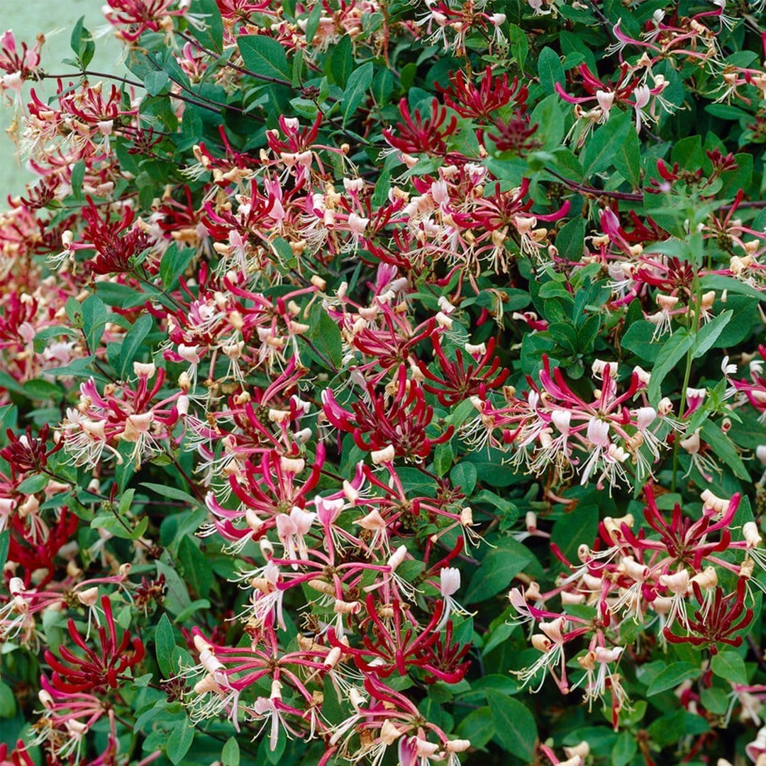 Late Dutch Honeysuckle | Lonicera periclymenum 'Serotina' - Image 4