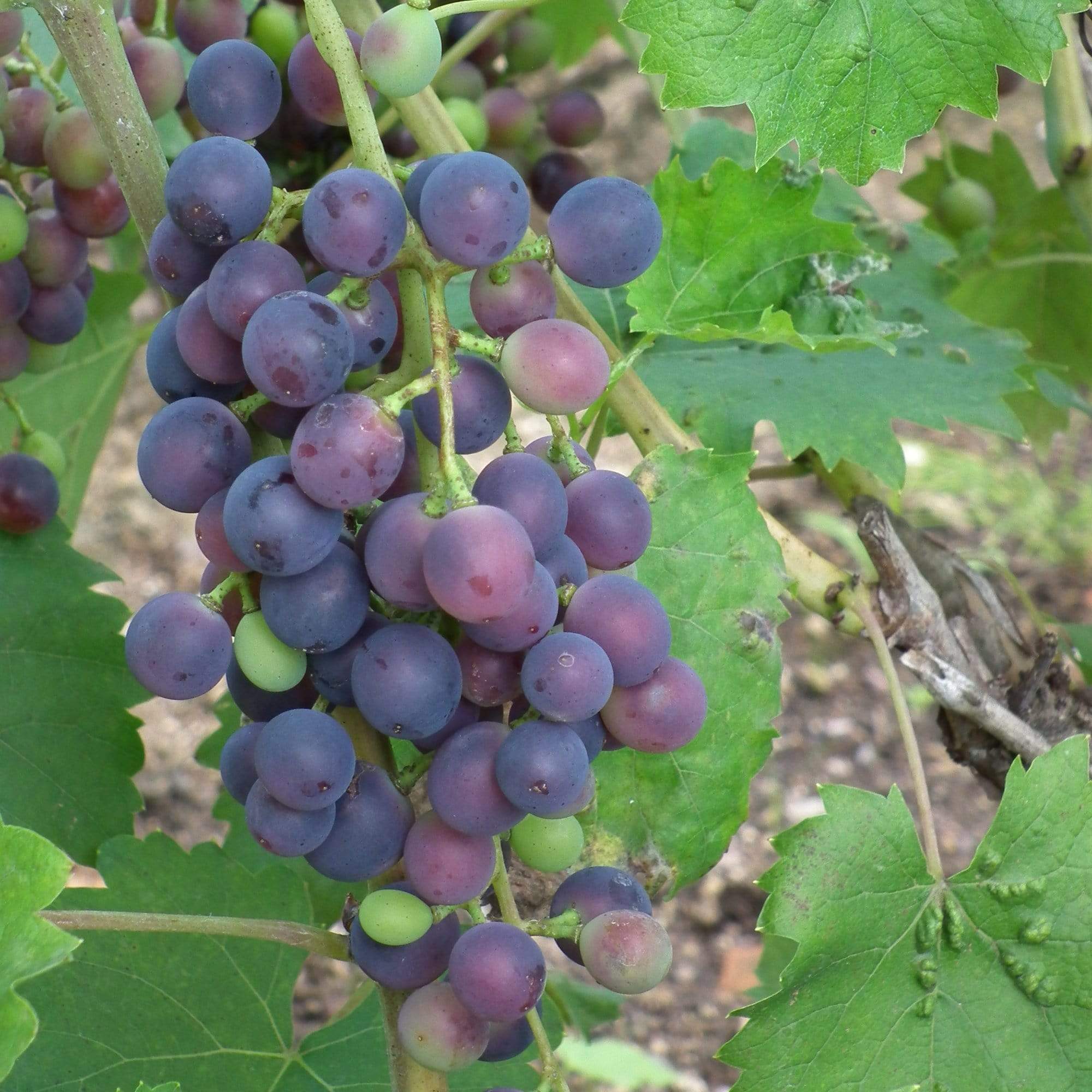 'Muscat Bleu' Grape Vine - Image 6