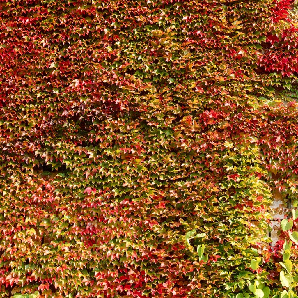 Boston Ivy | Parthenocissus tricuspidata 'Veitchi' - Image 8