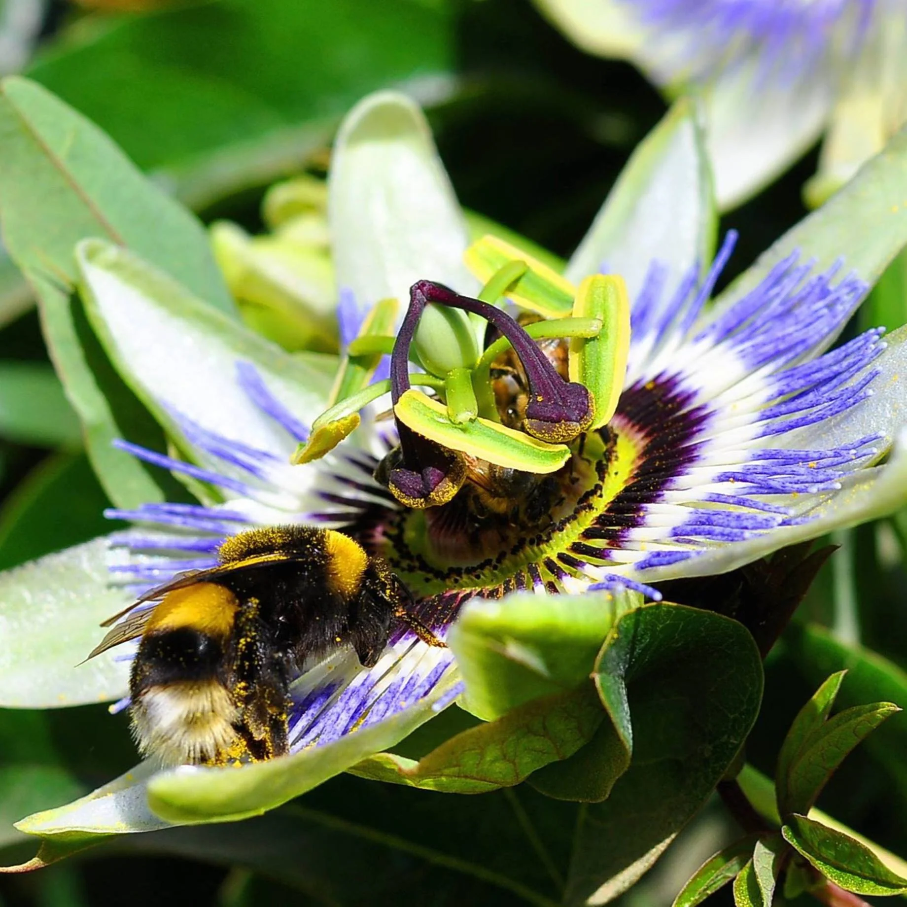 Blue Passion Flower | Passiflora caerulea - Image 3