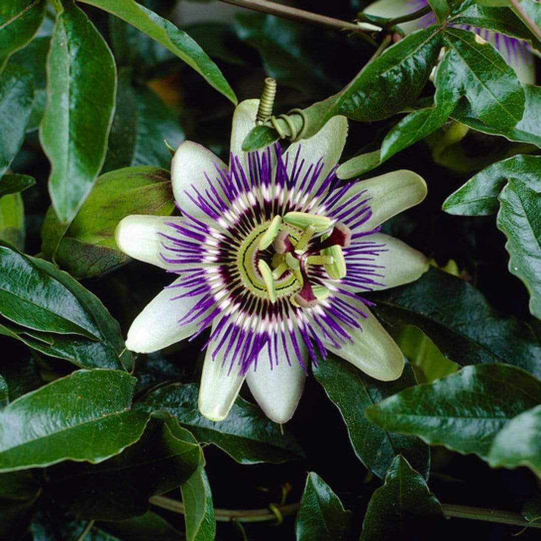 Blue Passion Flower | Passiflora caerulea - Image 6