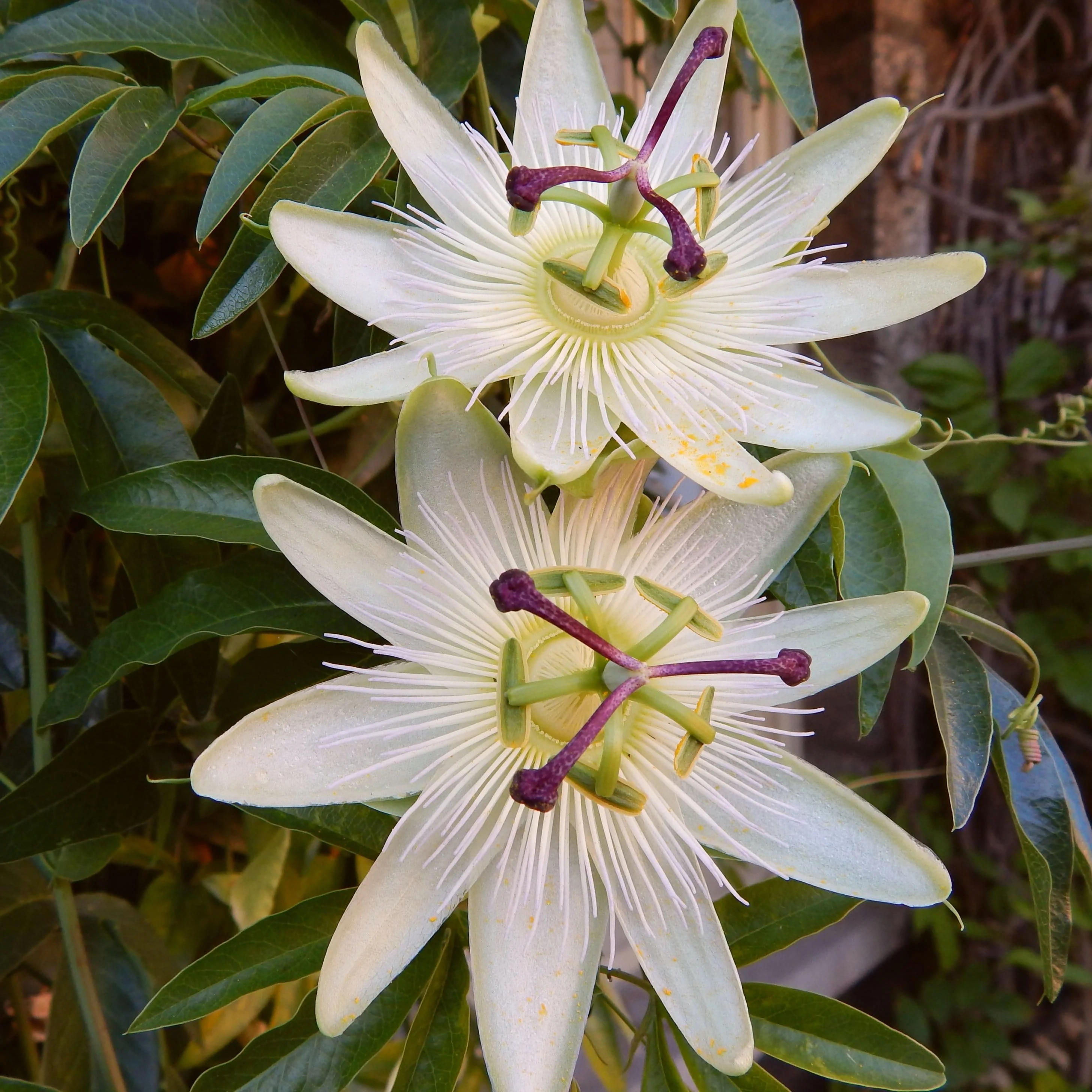 White Passion Flower | Passiflora 'Snow Queen' - Image 4