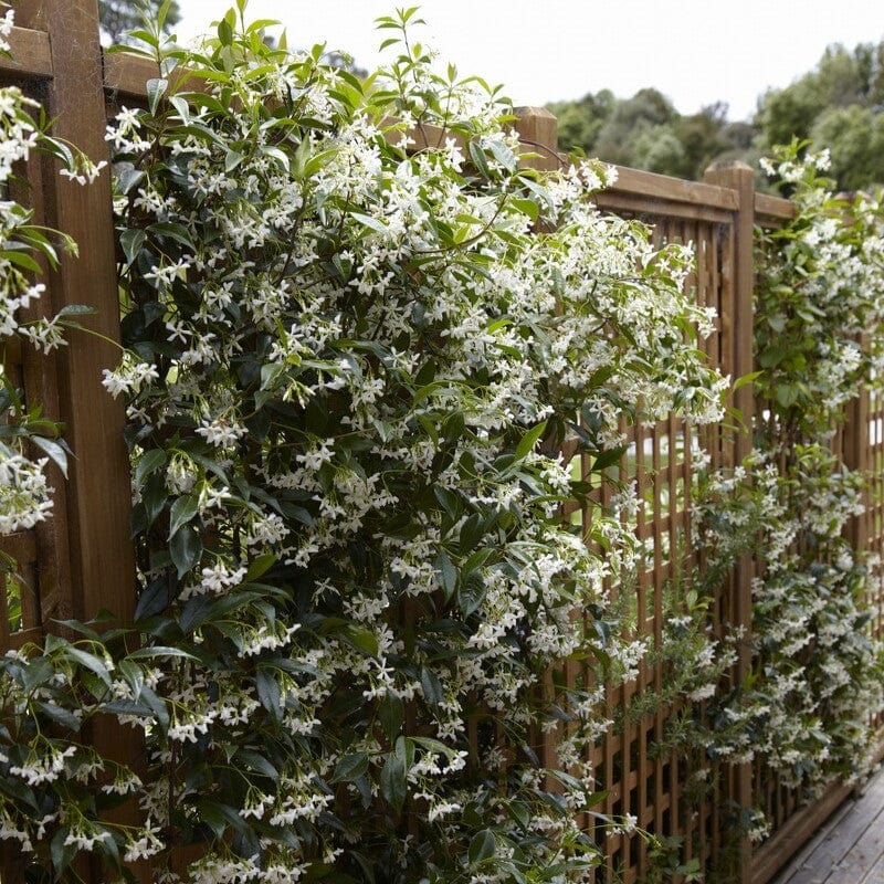 Evergreen Star Jasmine | Trachelospermum jasminoides - Image 10