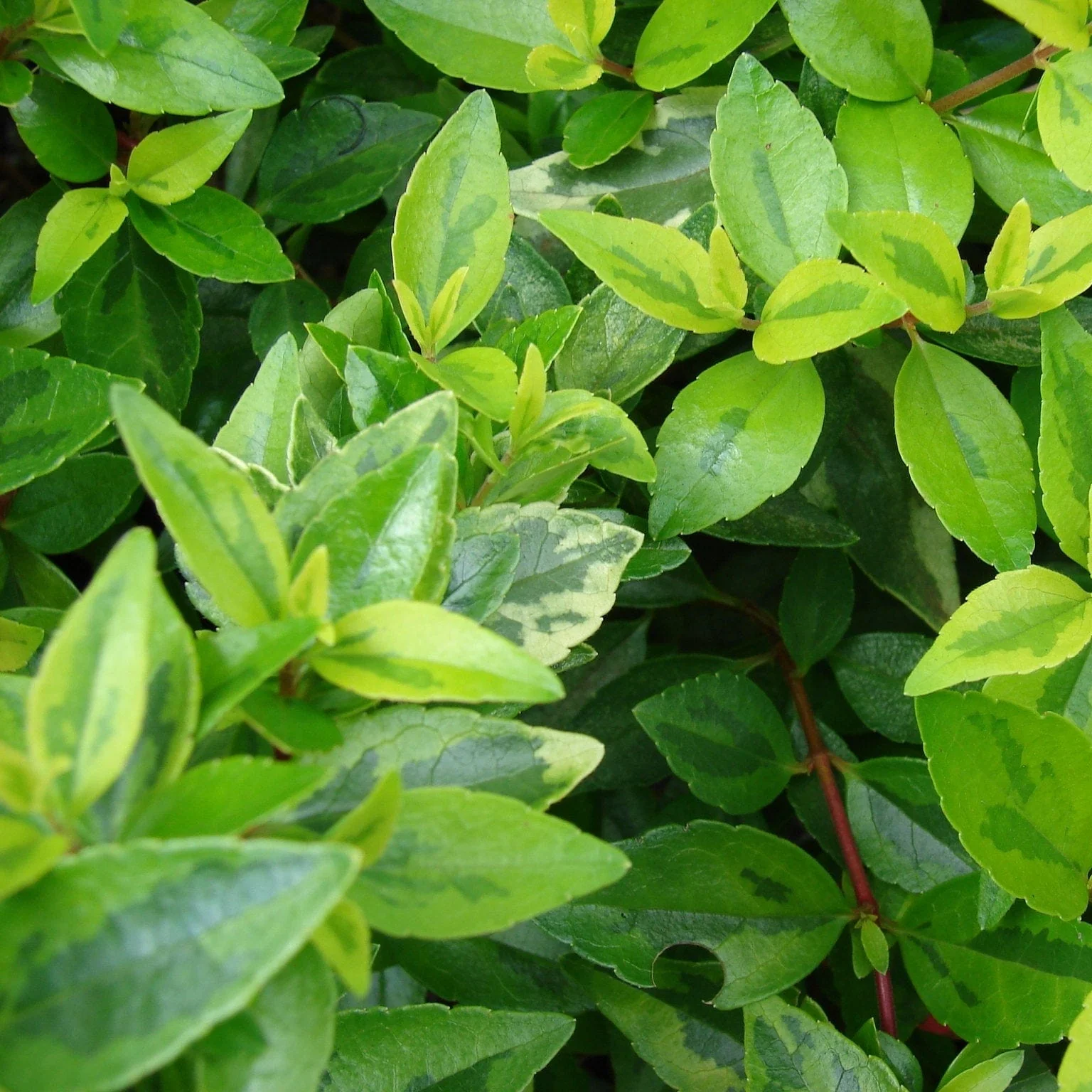 Abelia grandiflora - Image 4