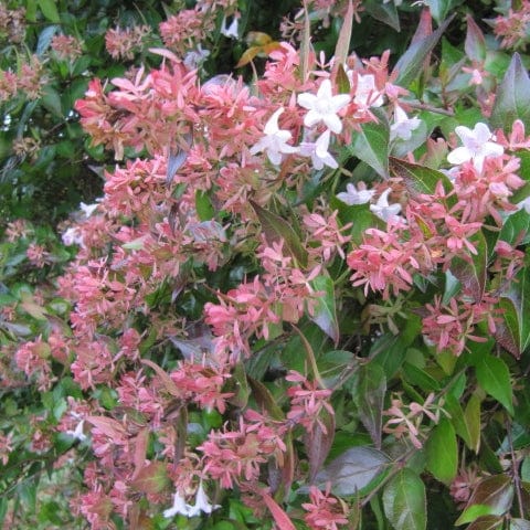 Abelia grandiflora - Image 6