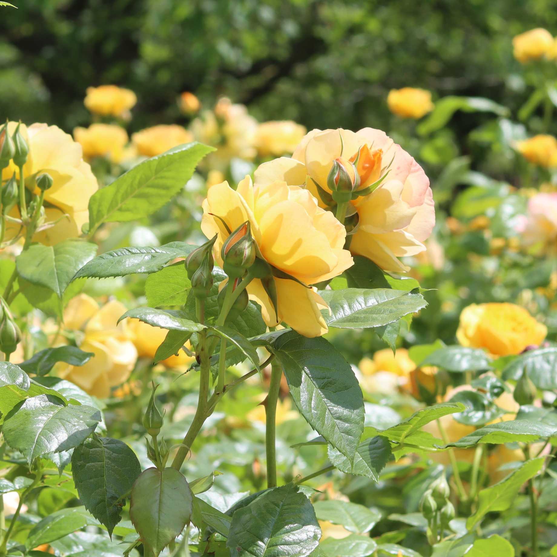 'Absolutely Fabulous' Floribunda Rose - Image 4