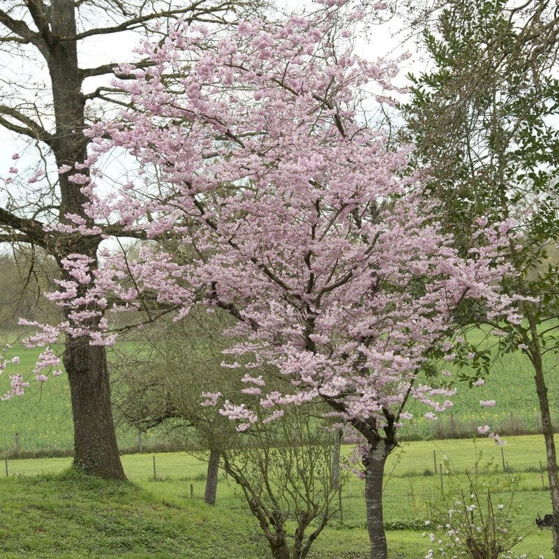 'Accolade' Pink Cherry Blossom Tree - Image 5