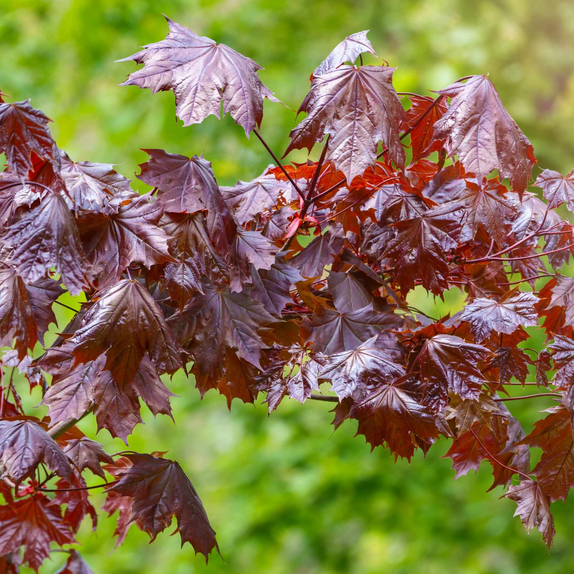 Norway Maple Tree | Acer platanoides 'Crimson Sentry' - Image 2