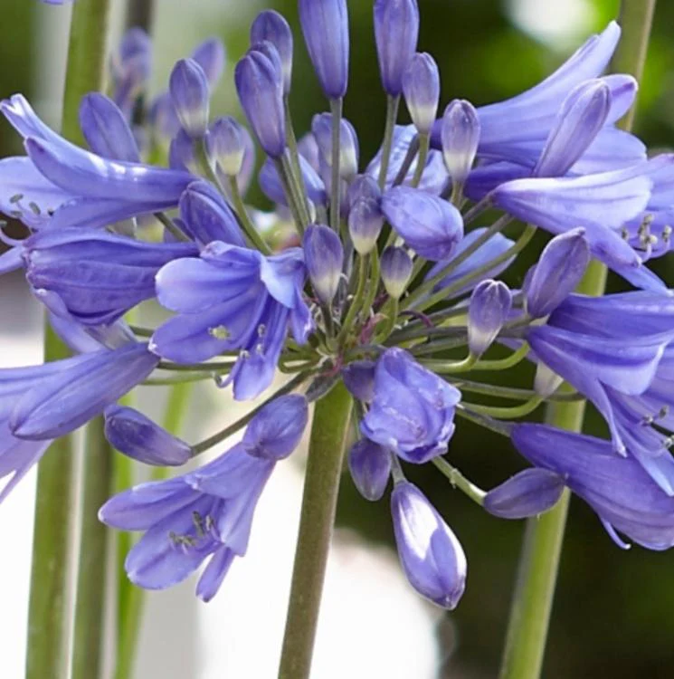 Agapanthus 'Ever Sapphire' - Image 3