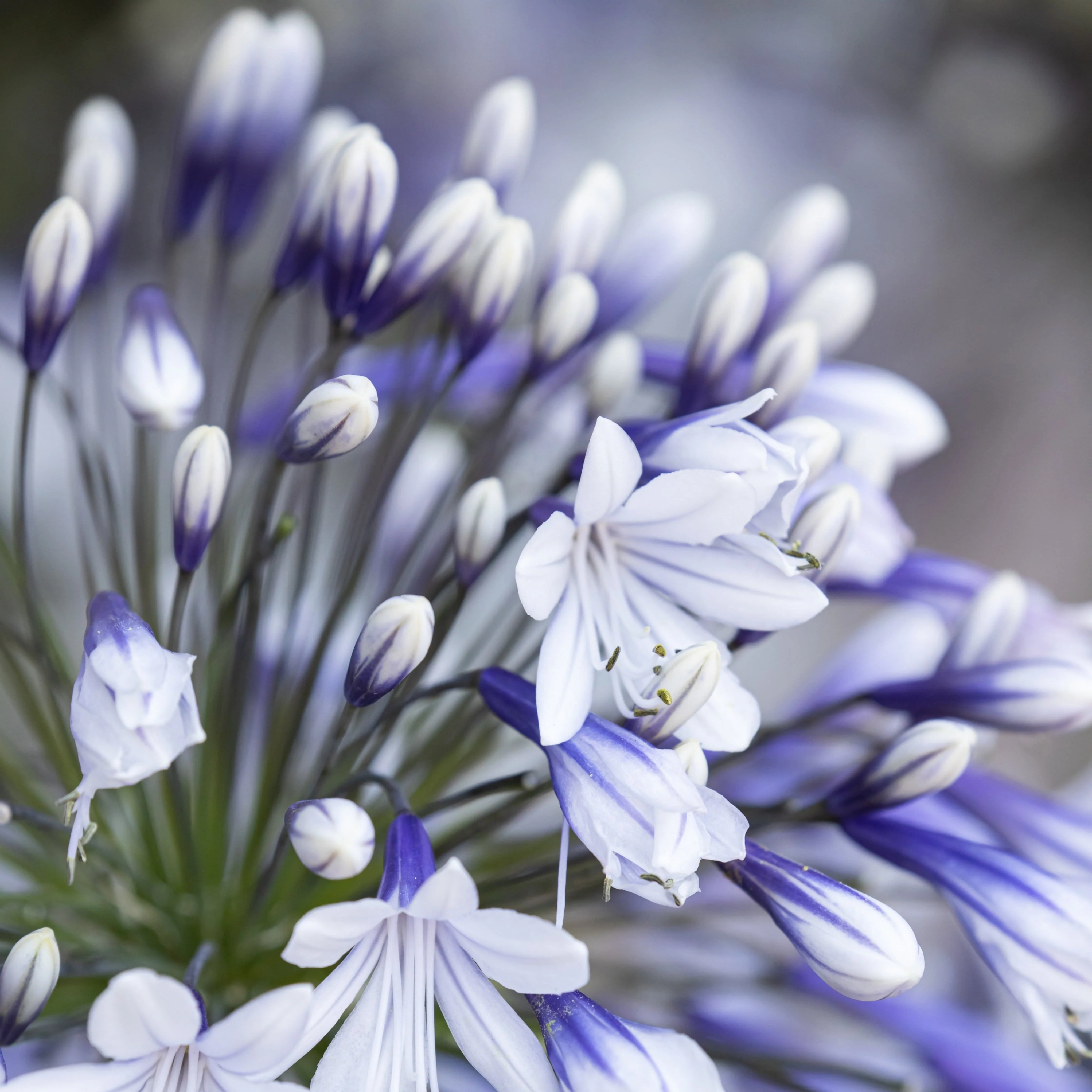 Agapanthus 'Fireworks' | 7.5L
