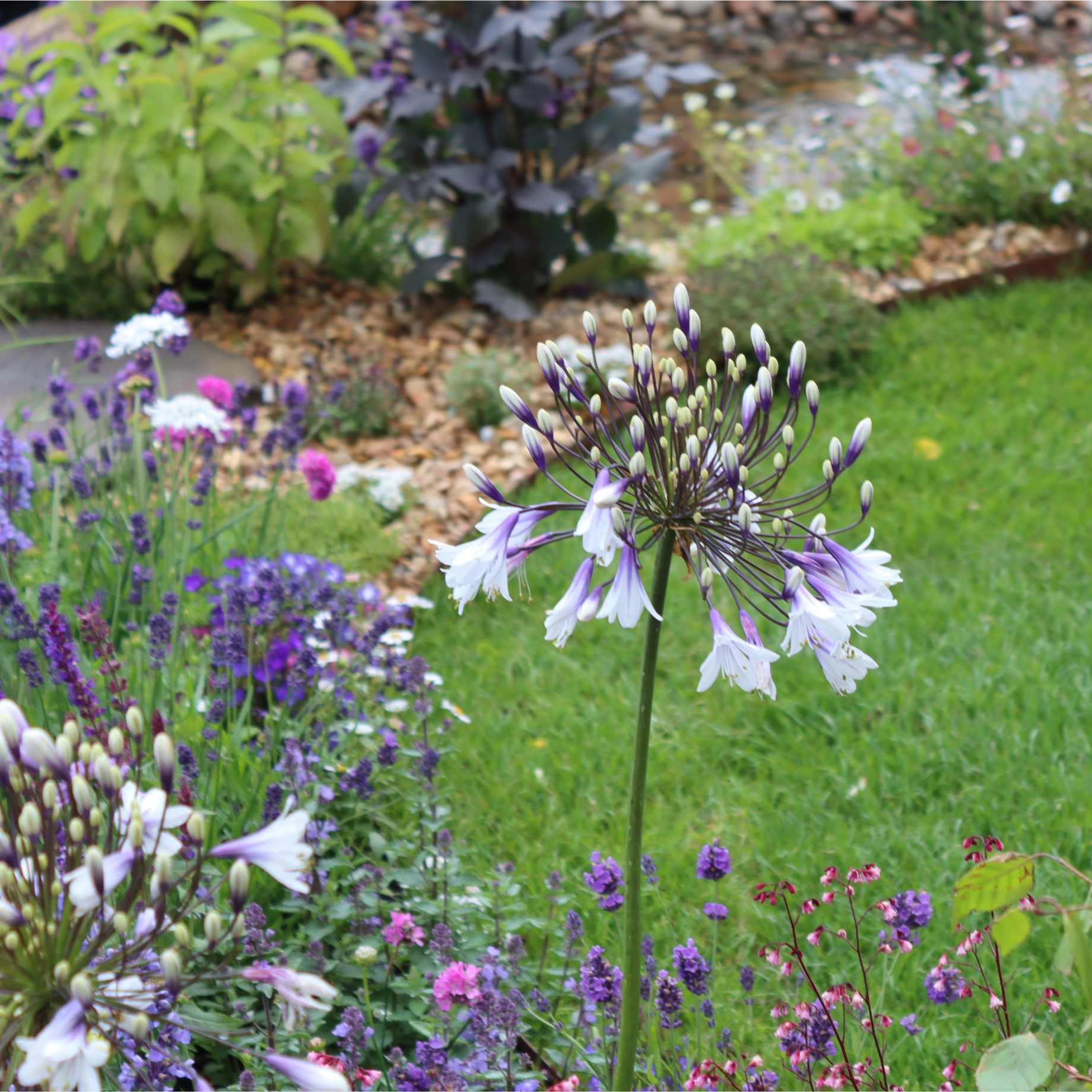 Agapanthus 'Fireworks' - Image 3