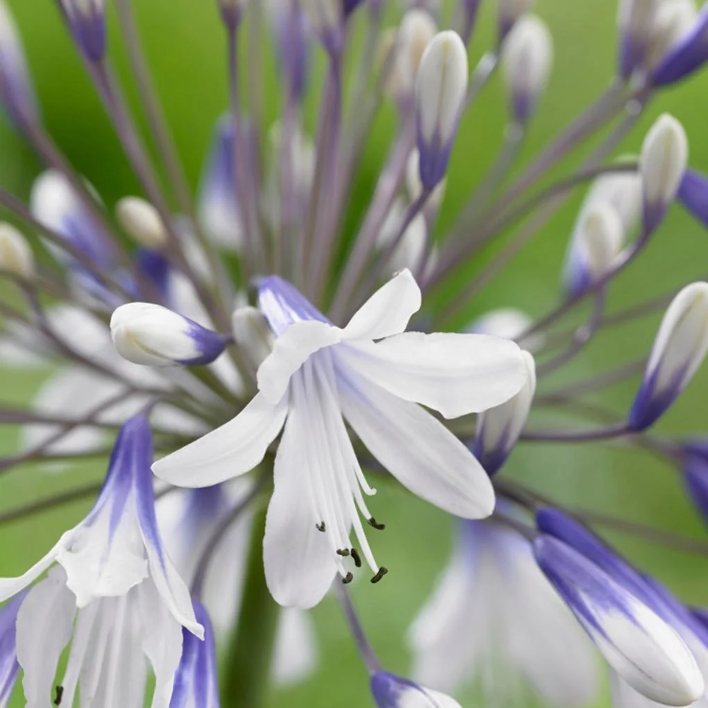 Agapanthus 'Fireworks' - Image 4