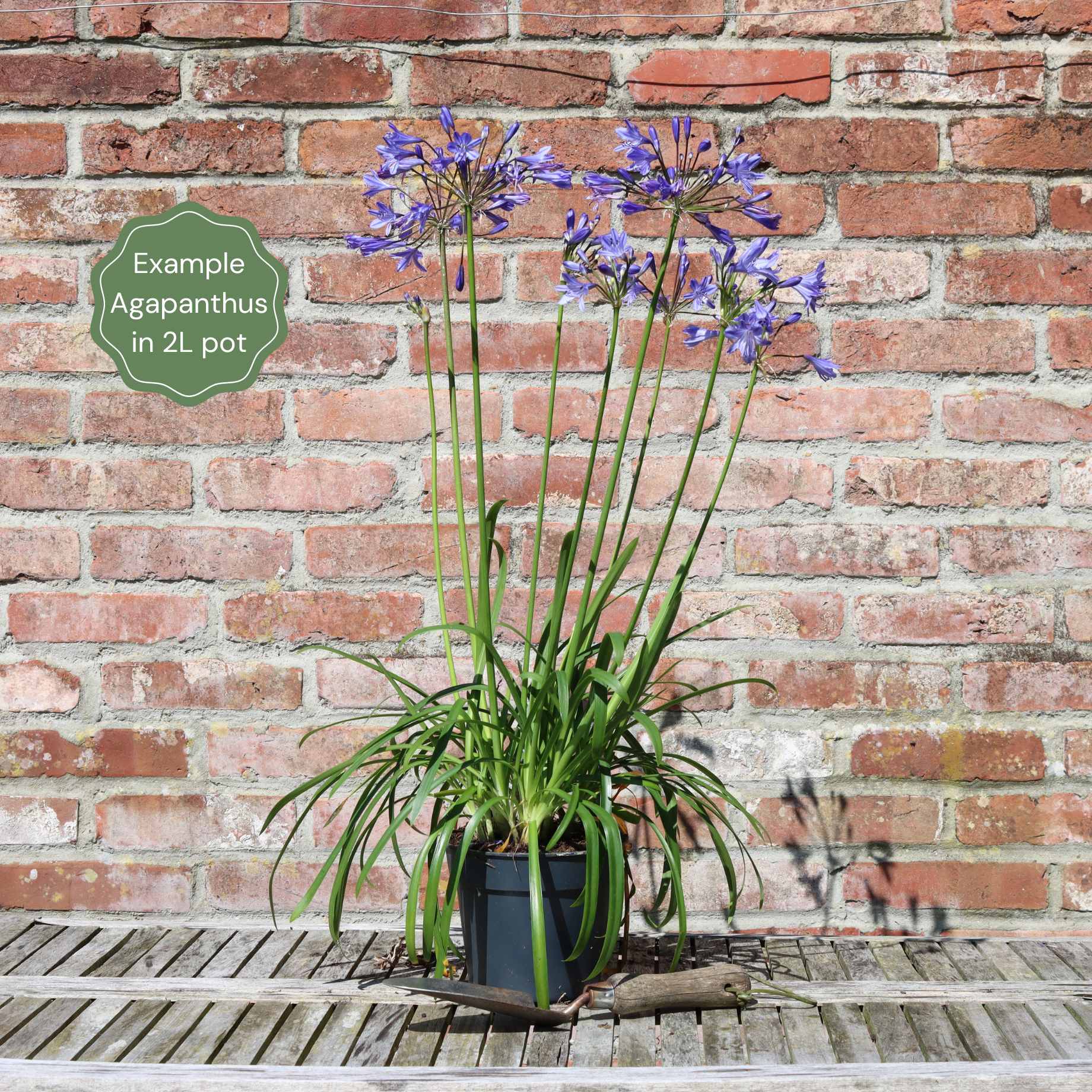 Agapanthus 'Lapis Lazuli' - Image 3