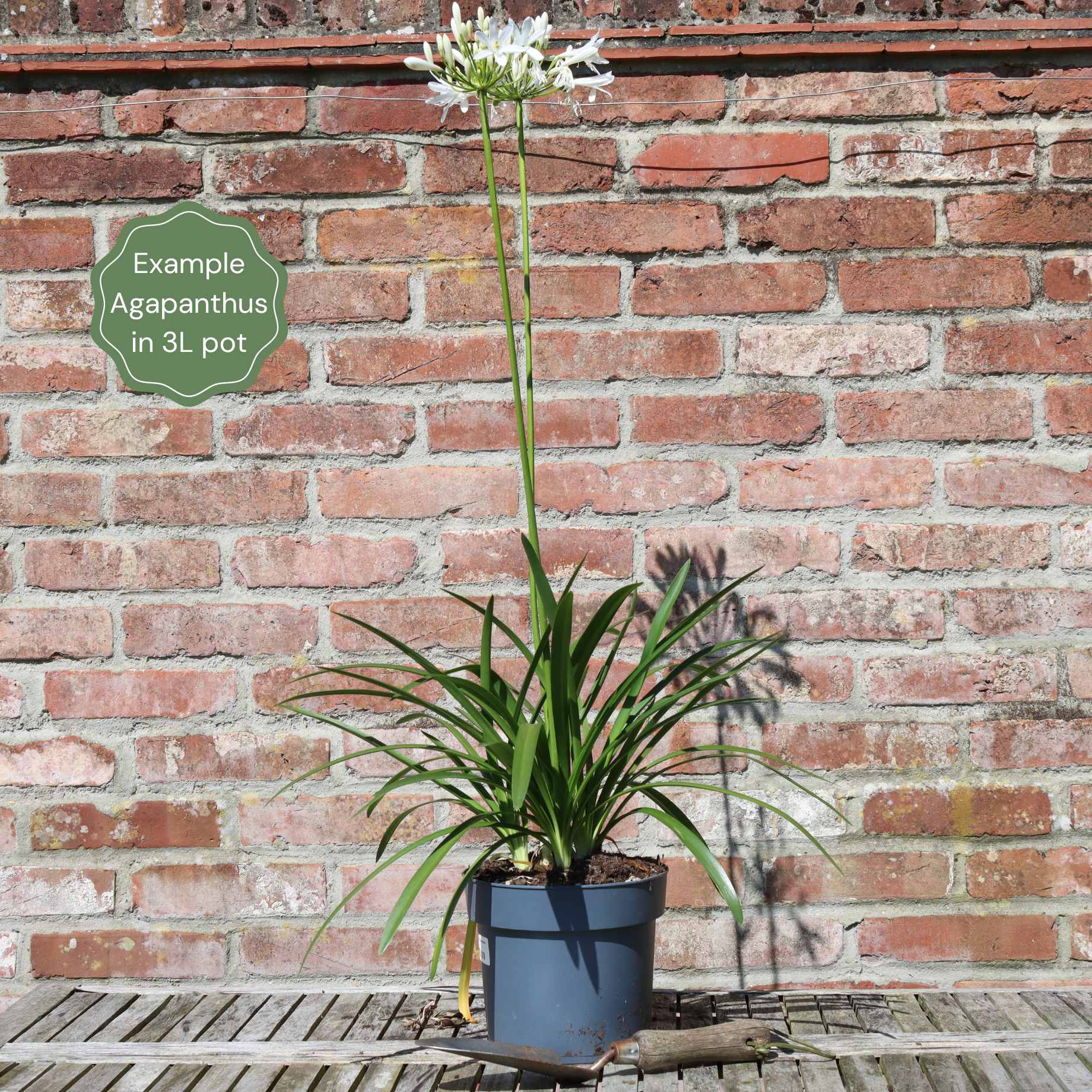 Agapanthus 'Poppin Purple' | 3L - Image 4