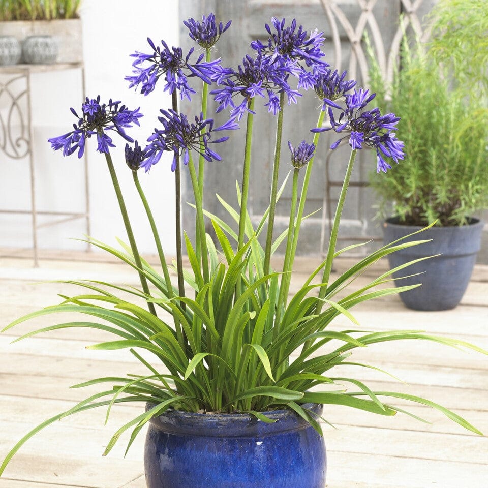 Agapanthus 'Star Quality' | 3L - Image 3