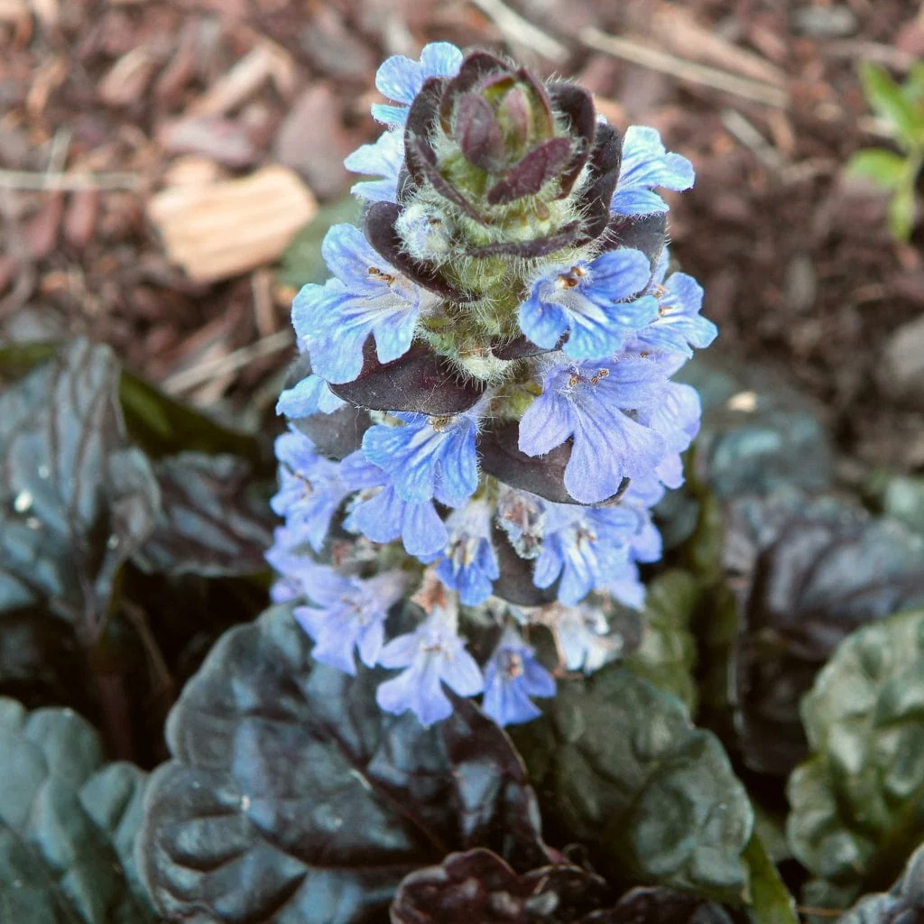 Ajuga 'Black Scallop' - Image 5