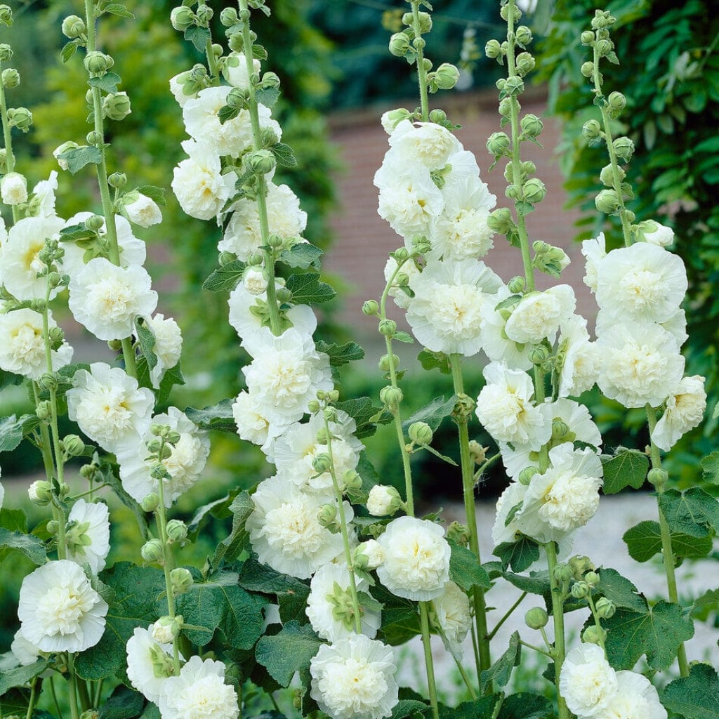 Hollyhock 'Chaters White'