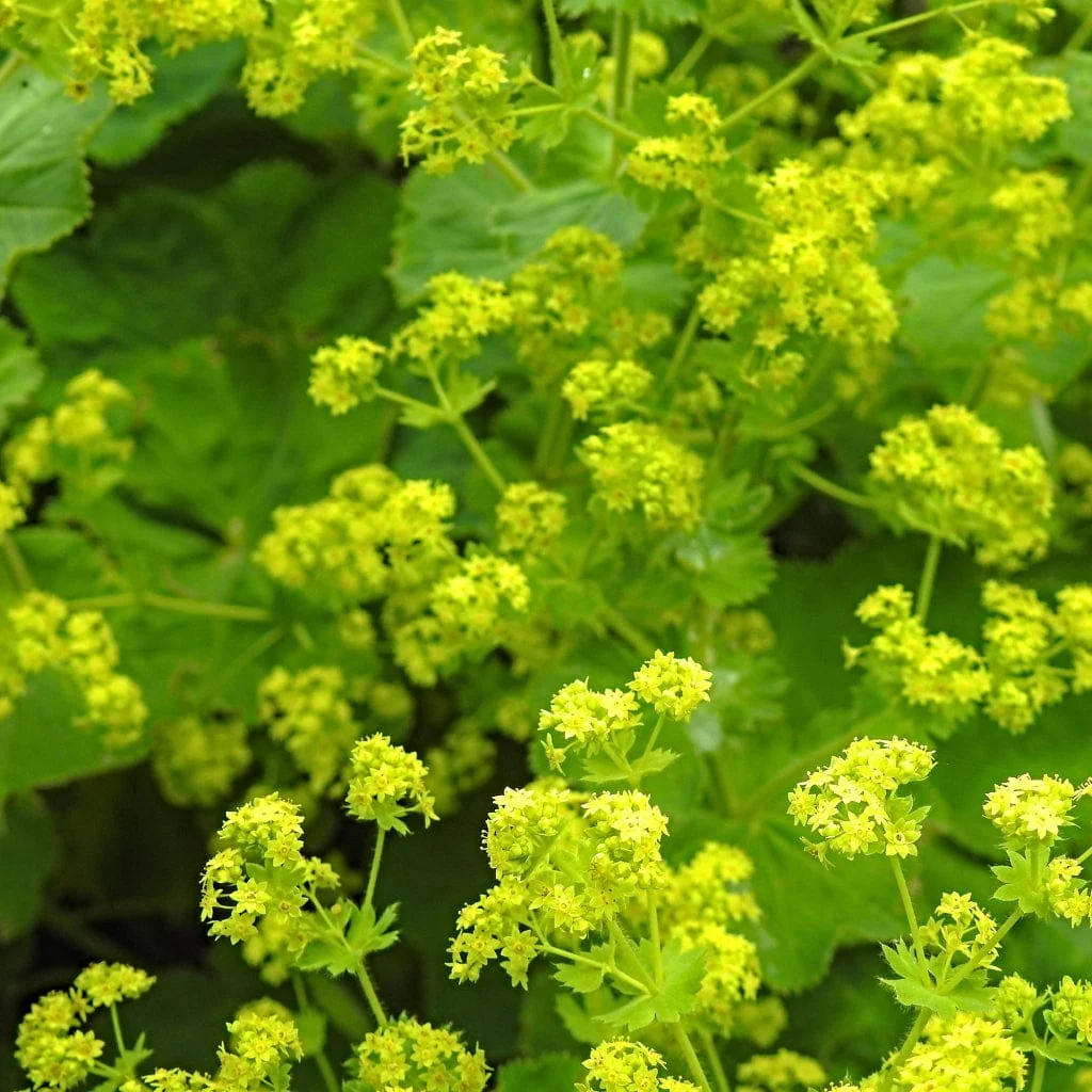 Alchemilla 'Thriller' - Image 2
