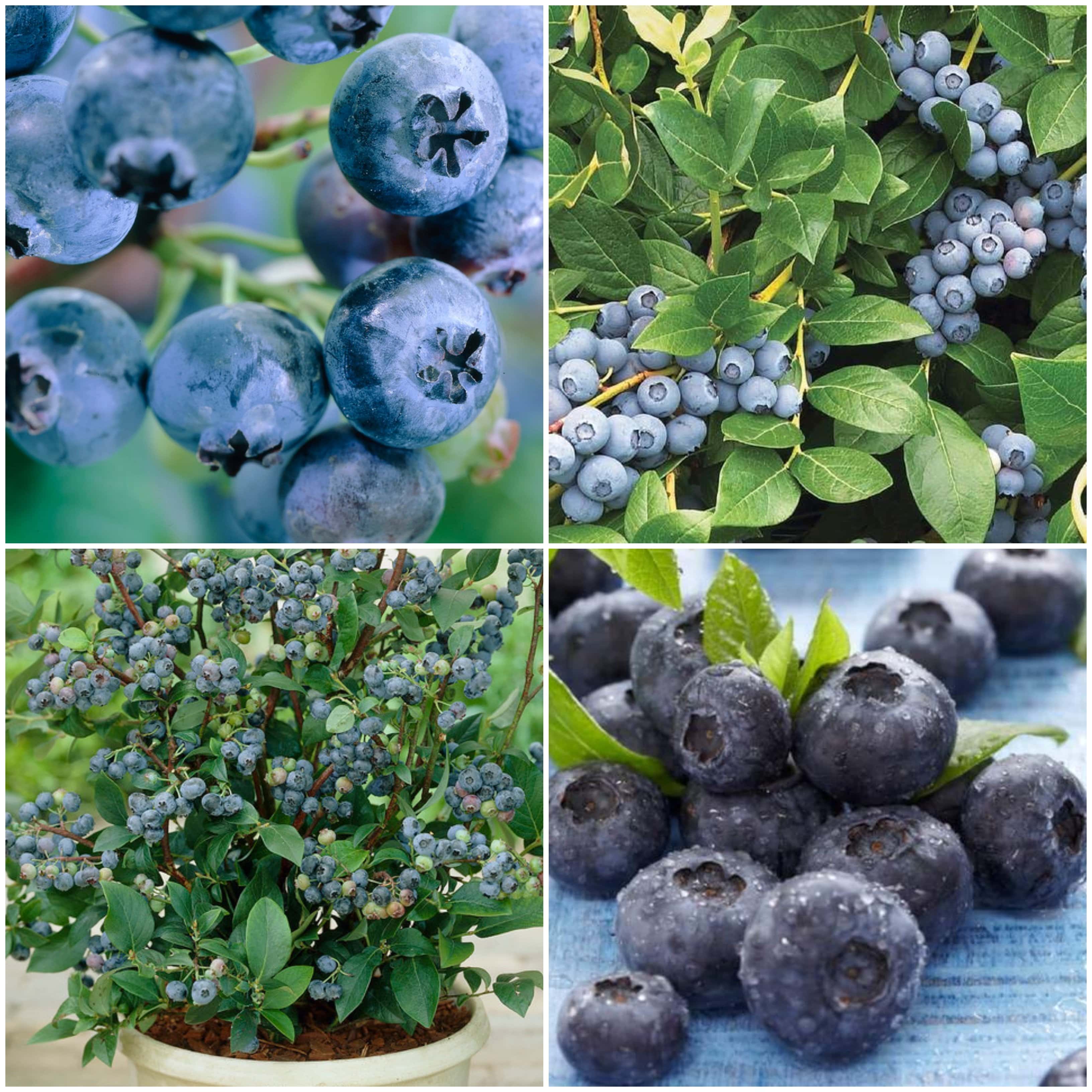 All Season Blueberry Plants Collection - Image 5