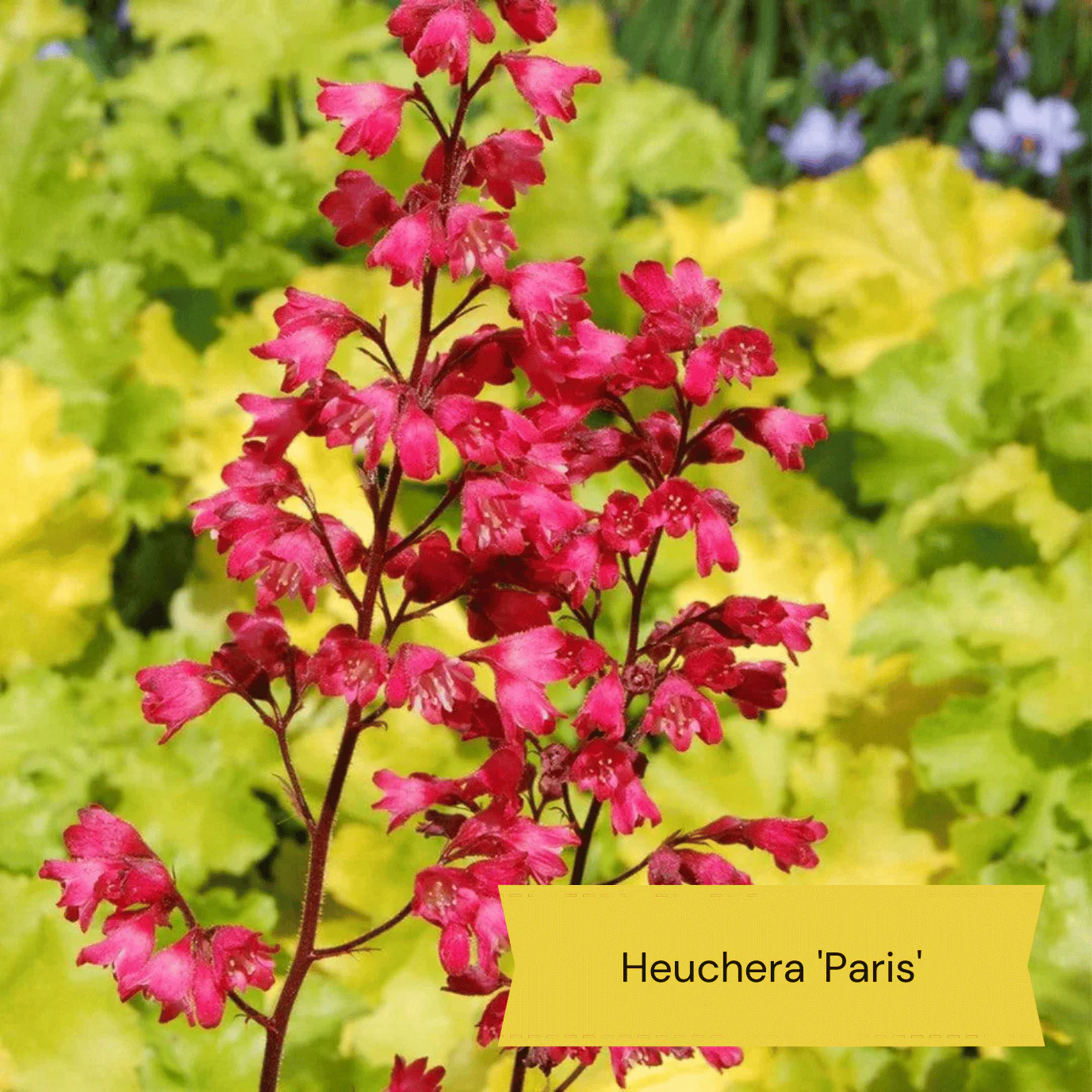 All Year Round Plants | The Best Hardy Perennials - Image 7