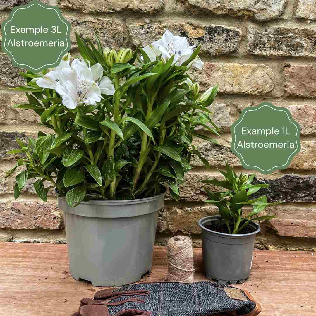 Alstroemeria 'Inticancha Indigo' - Image 2
