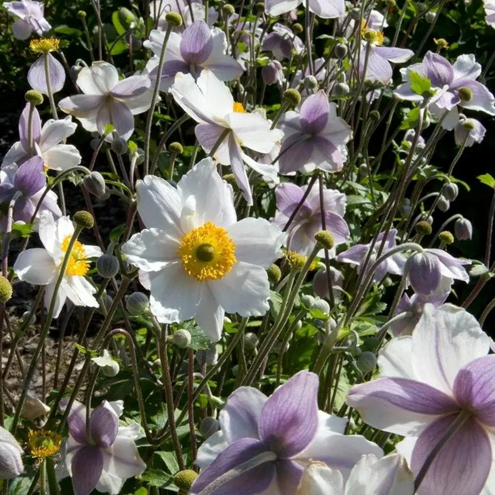 Best Plants for Pots & Containers
