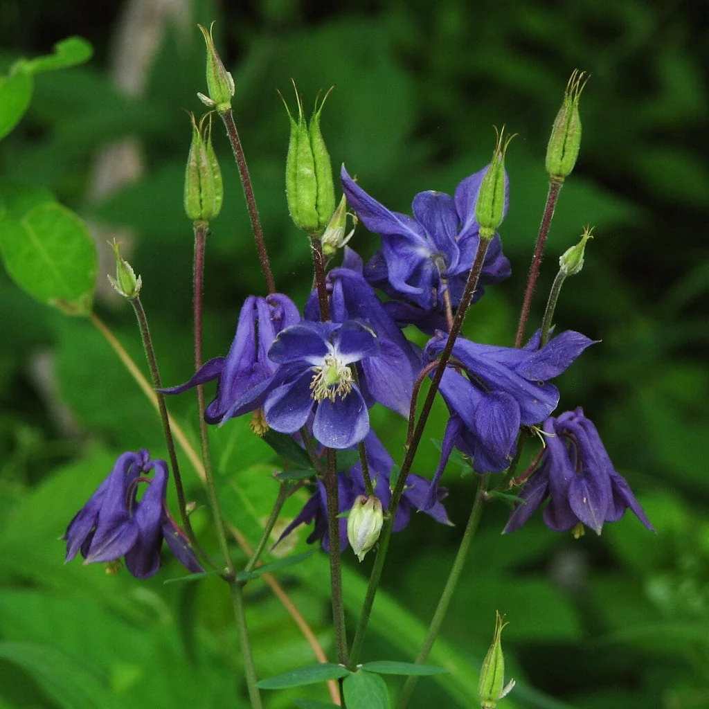 Aquilegia 'Barlow Blue' - Image 3